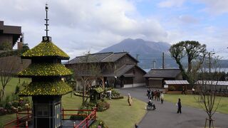 今年も菊まつり島津家の大名庭園