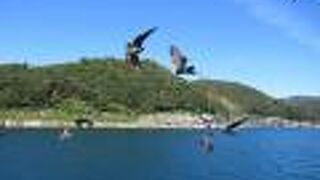 かもめではなくてとんびが来ます