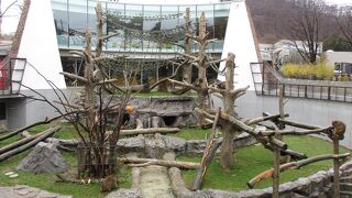 円山動物園 サル山