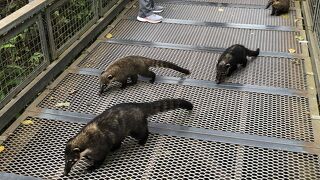 野生動物の多さも魅力的