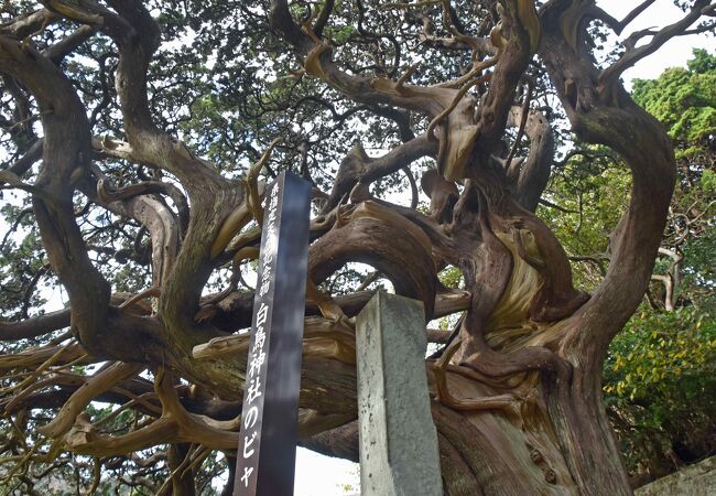 白鳥神社の大ビャクシン