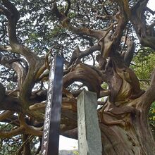 吉田海岸にある巨大柏真の樹