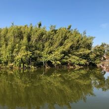 竹が茂り、少し荒れています