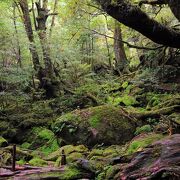 白谷雲水峡のクライマックス