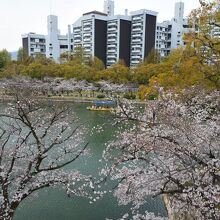 天守閣からの眺め