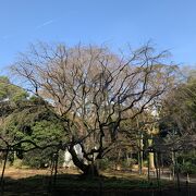 六義園といえばこれでしょう