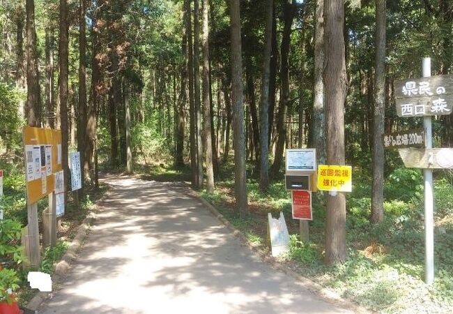 整備された遊歩道を歩いて手軽に森林浴ができる