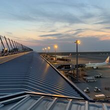 今日はベルーガ見えるかな？