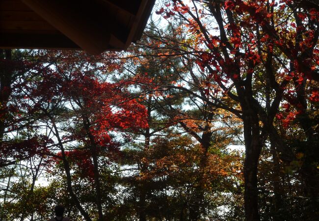 スカイツリーは見えなかったけど本堂の裏の紅葉が綺麗だった