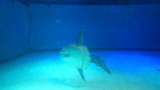 海女の餌やりが見られる水族館