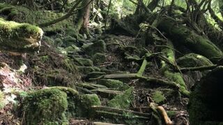 予想を超える素晴らしい景色と山歩きが楽しめます