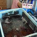 下田での海産物はここで買いましょう