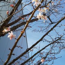 屋上に咲く冬桜