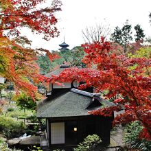 三重塔を背景に