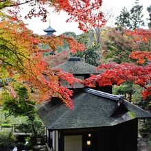 まだ紅葉には少し早い