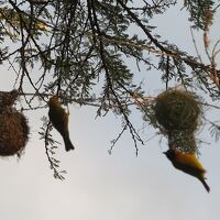 部屋のそばにあった鳥の巣