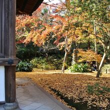 建物の脇から望む黄葉の絨毯