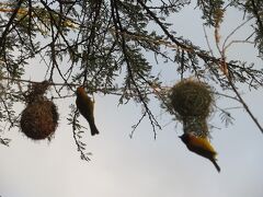 Ngorongoro Wildlife Lodge 写真