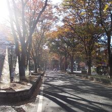 並木の様子です。