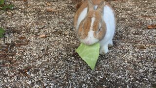 うさぎの島