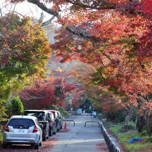 参道の紅葉