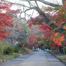 参道の紅葉