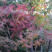 参道の紅葉