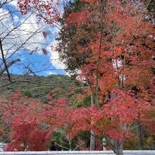 残っている紅葉です。