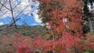 ちょっと時期を逃したのですが、残っている紅葉だけでも、楽しむ事が出来ました。