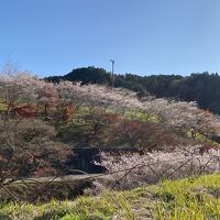 観光は小原の四季桜（車で30分）愛知県豊田市小原町