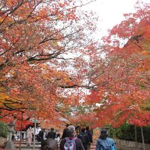 参道の紅葉