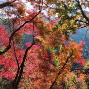 自然の紅葉を楽しんだ