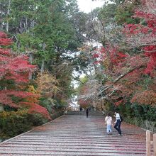 参道の紅葉