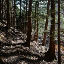 滝に向かう山道は、幅が狭く滑ると危険。行くならスニーカーで。