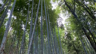 嵯峨野 竹林の道