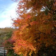 道路わきに植えられたカエデの紅葉が見事