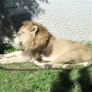 観賞ルートが明確な鹿児島動物園