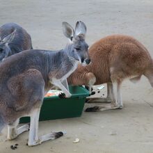 カンガルーさんたち