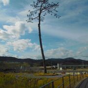 津波ですっかり破壊された高田松原に一本だけ残った奇跡の松でしたが、枯死してしまい、今はレプリカです