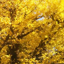 今年最後の紅葉