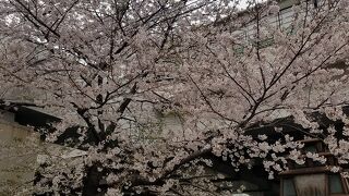 日本の桜がアメリカに贈られた