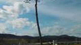 津波ですっかり破壊された高田松原に一本だけ残った奇跡の松でしたが、枯死してしまい、今はレプリカです