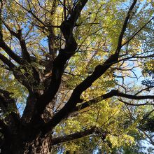 一部エリアでは　黄葉がきれい