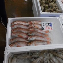 ノドグロ＝1匹2000円＝高級魚
