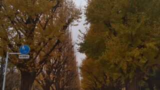 もう散り際でした