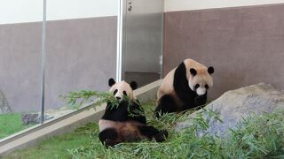 こどものパンダが見れるところ