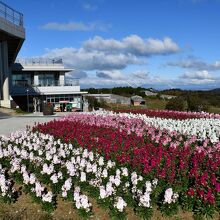 色鮮やかな花壇