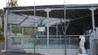 ペンギンとタンチョウ