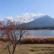 柿の木越しの富士山がきれい