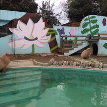 カピバラがいます。